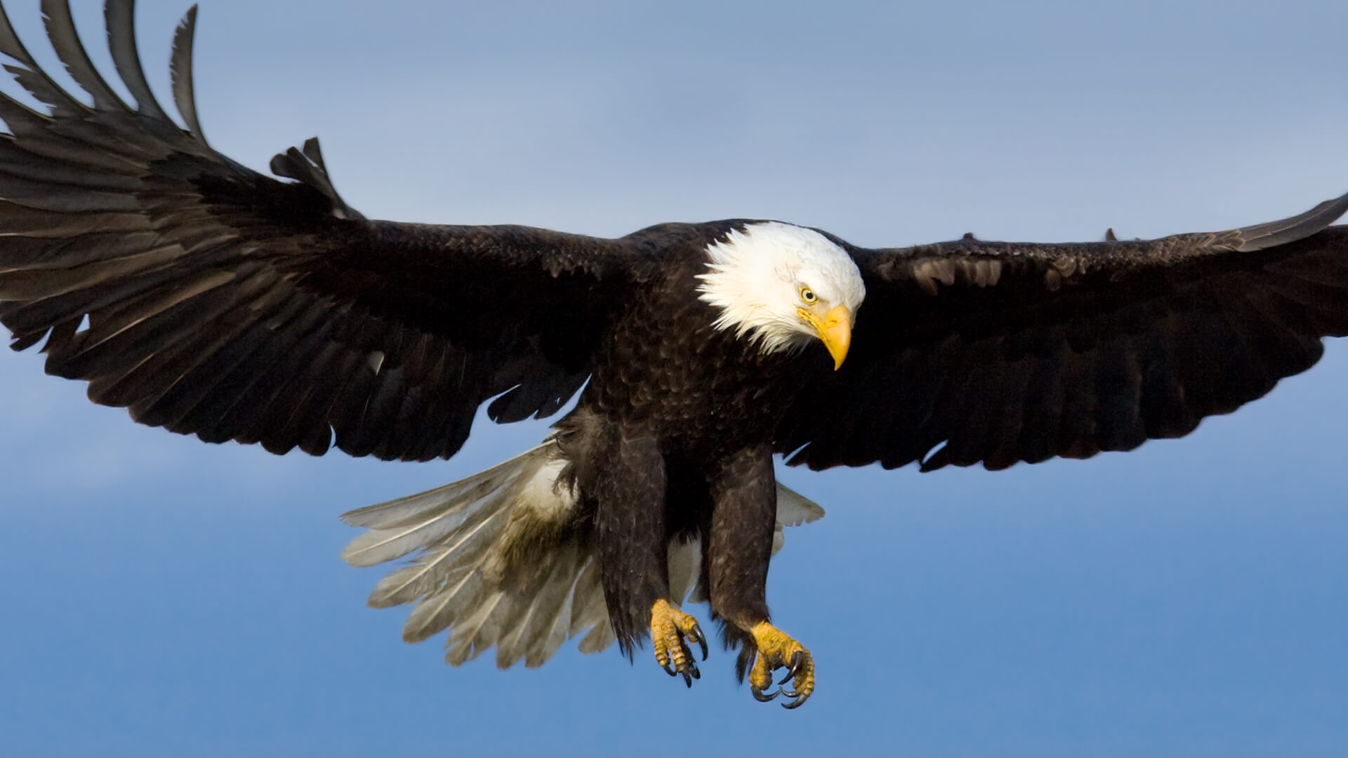 bald eagle's flying posture gives people a sense of fearlessness and courage