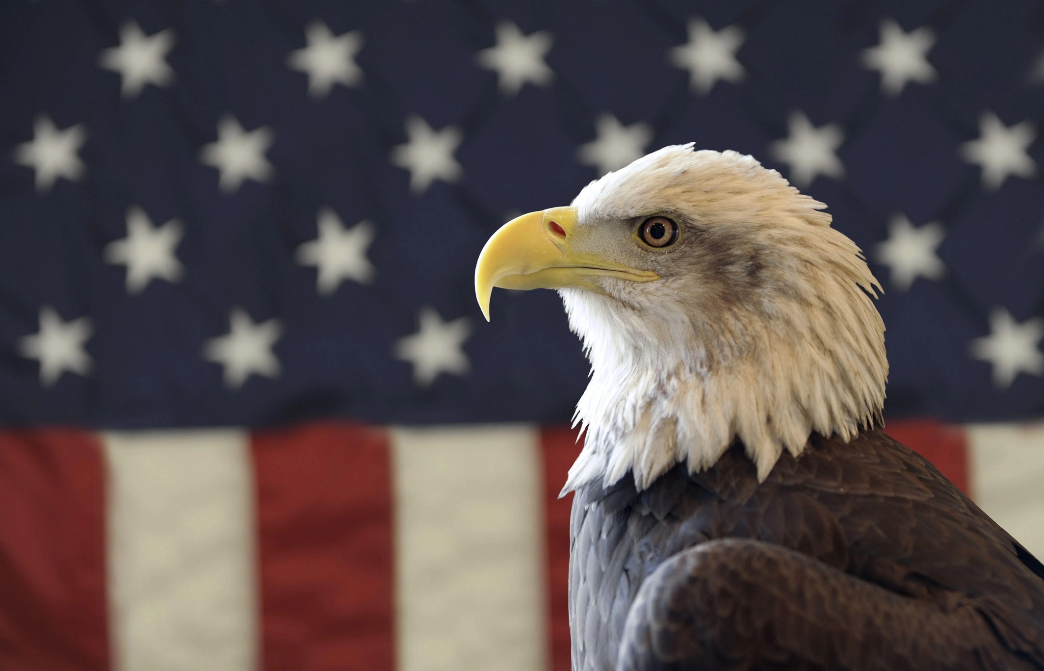 bald eagle symbolize the tenacity and strength of the United States