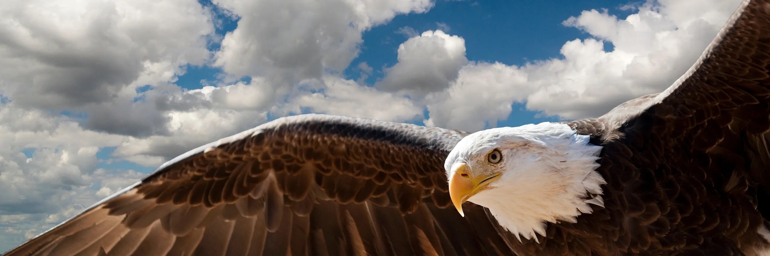 bald eagle as The national bird of the United States