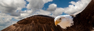 The national bird of the United States is officially designated as the bald eagle